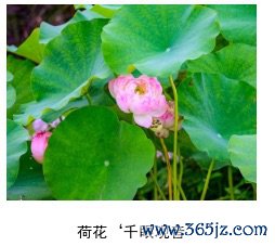 40种新品植物初度亮相长安街花圃